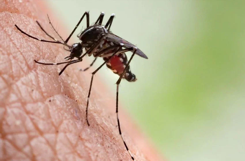 Sivrisineklerden korunmanın ‘doğal’ yolları! Uzmanından öneriler 