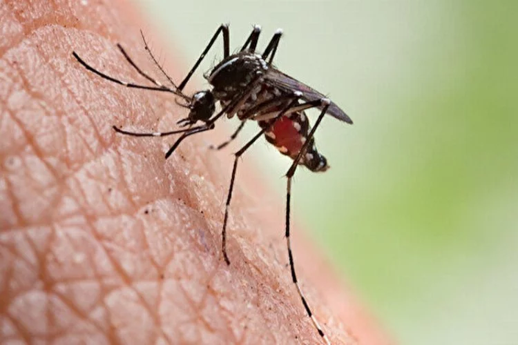 Batı Nil Virüsü hız kesmiyor! Ölü sayısı arttı