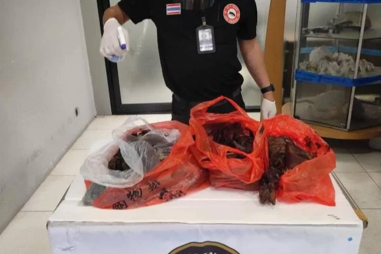 Çin'den Tayland'a gelen yolcunun bavuldan kurutulmuş yarasa çıktı