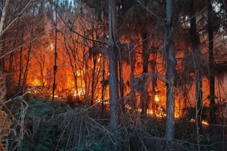 Sakarya’da orman yangını